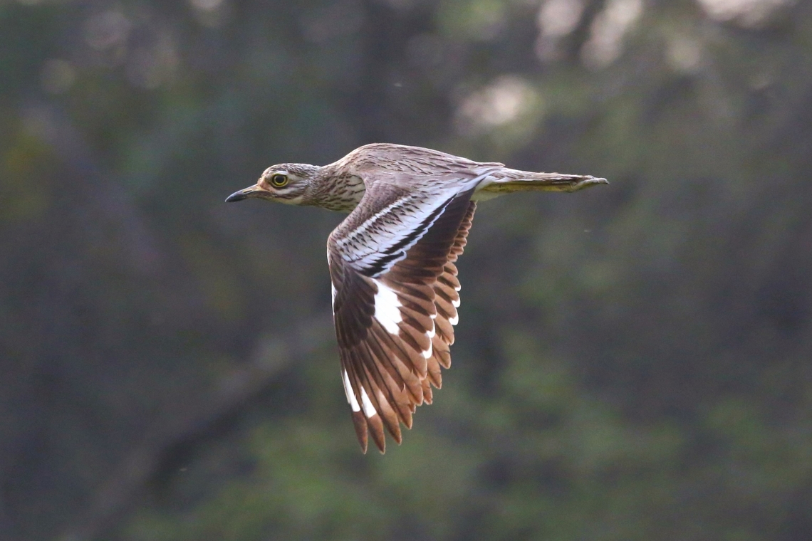 Indian Thick-knee or Stone Curlew in flight We were lucky to see some of these by the Chambal River but this one was spotted in the vegetable garden of the Chambal Safari Lodge, a wonderful family run sanctuary; and then it took off and flew between the late evening sun and us. Burhinus indicus,Chambal Safari Lodge,Indian Thick-knee,Indian stone-curlew,Mela Kothi,Uttar Pradesh
