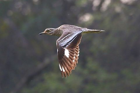 Indian Thick-knee or Stone Curlew in flight We were lucky to see some of these by the Chambal River but this one was spotted in the vegetable garden of the Chambal Safari Lodge, a wonderful family run sanctuary; and then it took off and flew between the late evening sun and us. Burhinus indicus,Chambal Safari Lodge,Indian Thick-knee,Indian stone-curlew,Mela Kothi,Uttar Pradesh