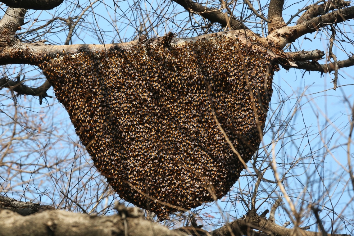 Apis dorsata on their typical single comb nest This nest was in the garden of the Chambal Safari Lodge.  Great construction, note the empty hexagonal cells at the top.  These bees have an aggressive defence strategy so although you&#039;re unlikely to come face to face with a nest, be warned. Apis dorsata,Chambal Safari Lodge,Giant honey bee,Mela Kothi,Uttar Pradesh
