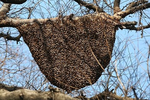Apis dorsata on their typical single comb nest This nest was in the garden of the Chambal Safari Lodge.  Great construction, note the empty hexagonal cells at the top.  These bees have an aggressive defence strategy so although you're unlikely to come face to face with a nest, be warned. Apis dorsata,Chambal Safari Lodge,Giant honey bee,Mela Kothi,Uttar Pradesh