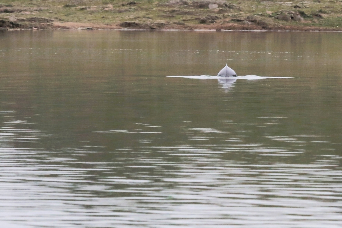 Ganges River Dolphin Fortunate to see these river dolphins, they are very fast up and down and were active (breaching the river surface) for only a short period in a day in a wide river. Chambal River,Ganges river dolphin,Platanista gangetica,Uttar Pradesh