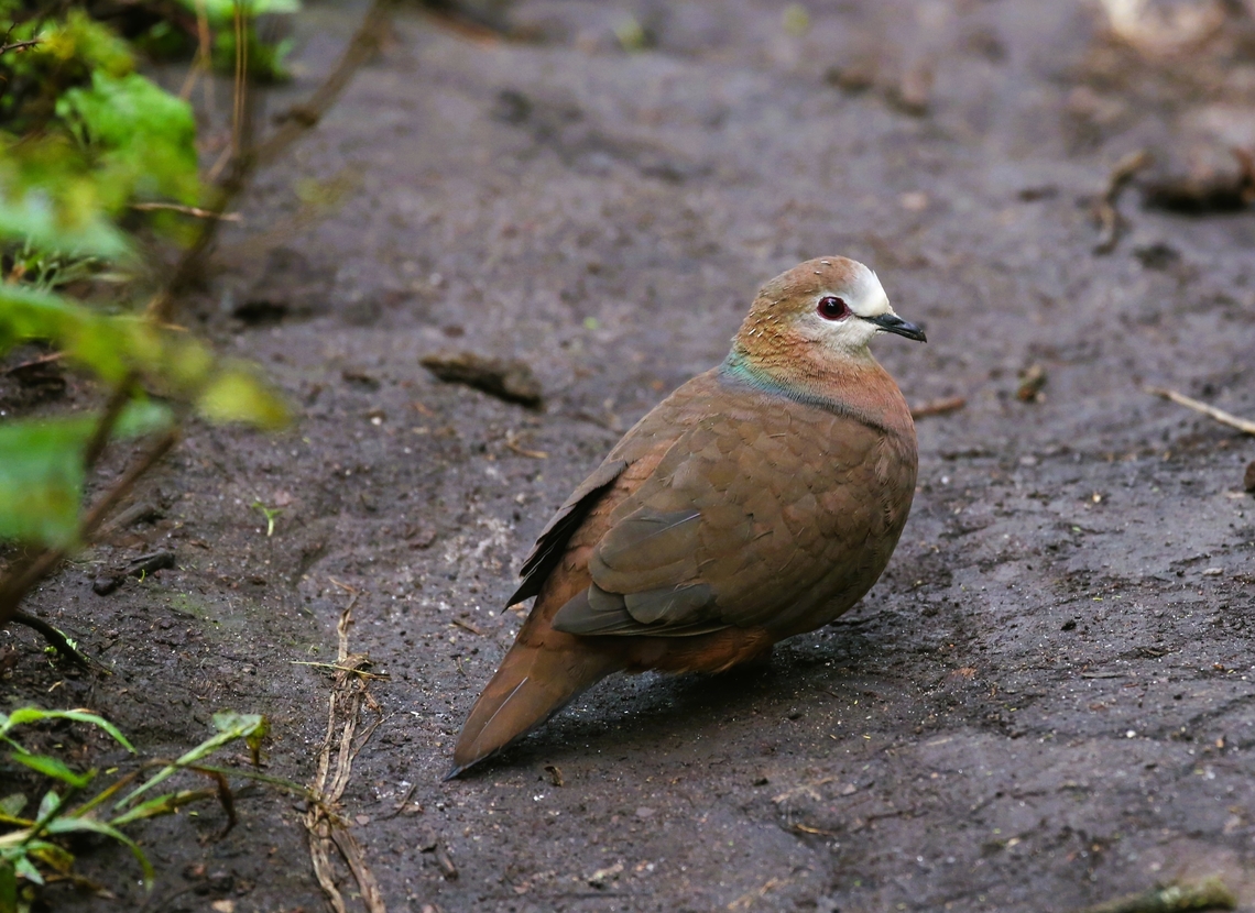 Lemon Dove sitting on mountain path Above the College of Forestry in some remnant forest on the mountain above Wondo Genet - Abharo mountain, I think, we came upon this Lemon Dove sitting on the footpath. Columba larvata,Lemon dove,Sidama,Wondo Genet