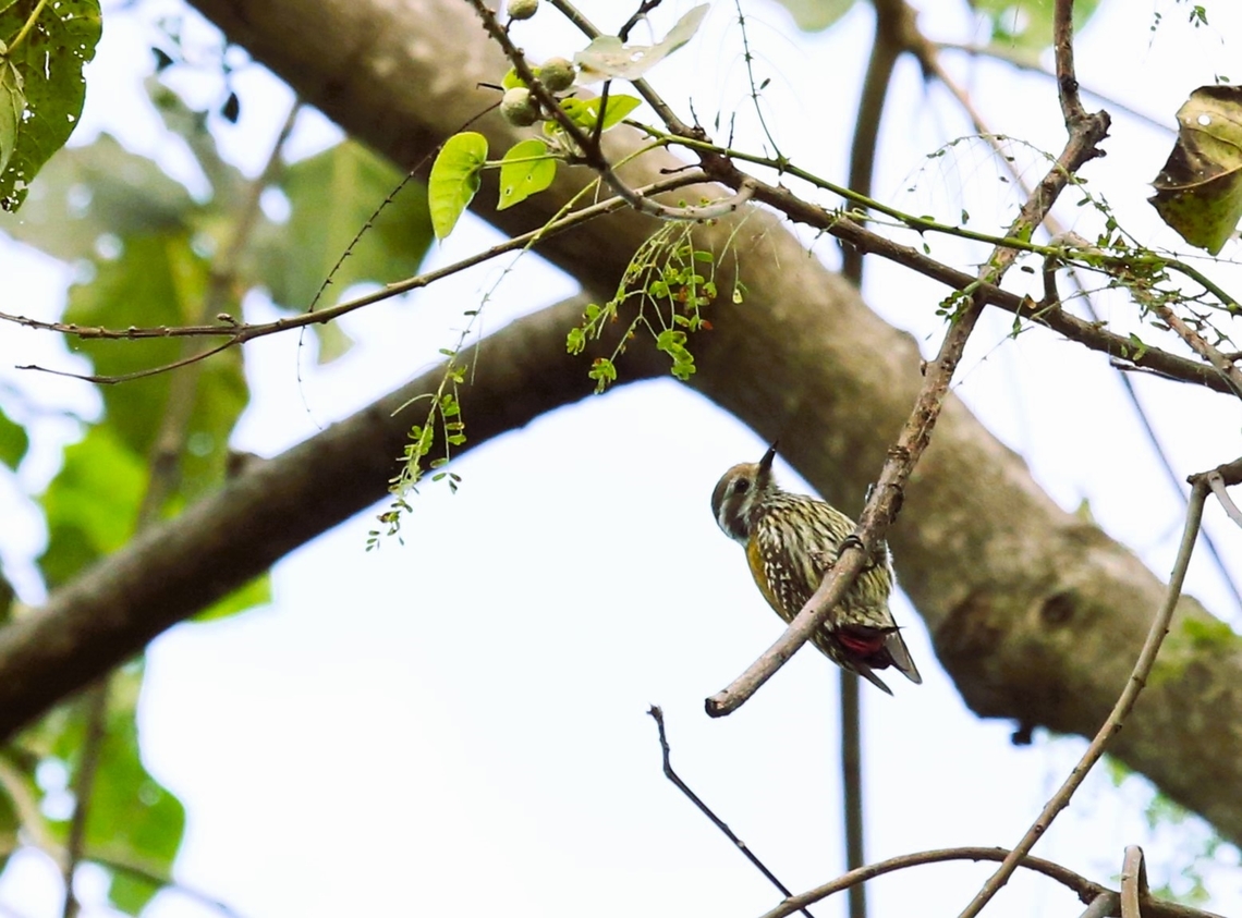 Abyssinian Woodpecker - female The only place we saw this woodpecker, endemic to Eritrea/Ethiopia in the Horn of Africa on the mountain that stands above Wondo Genet in a small area of remnant forest. Abyssinian Woodpecker,Dendropicos abyssinicus,Sidama,Wondo Genet