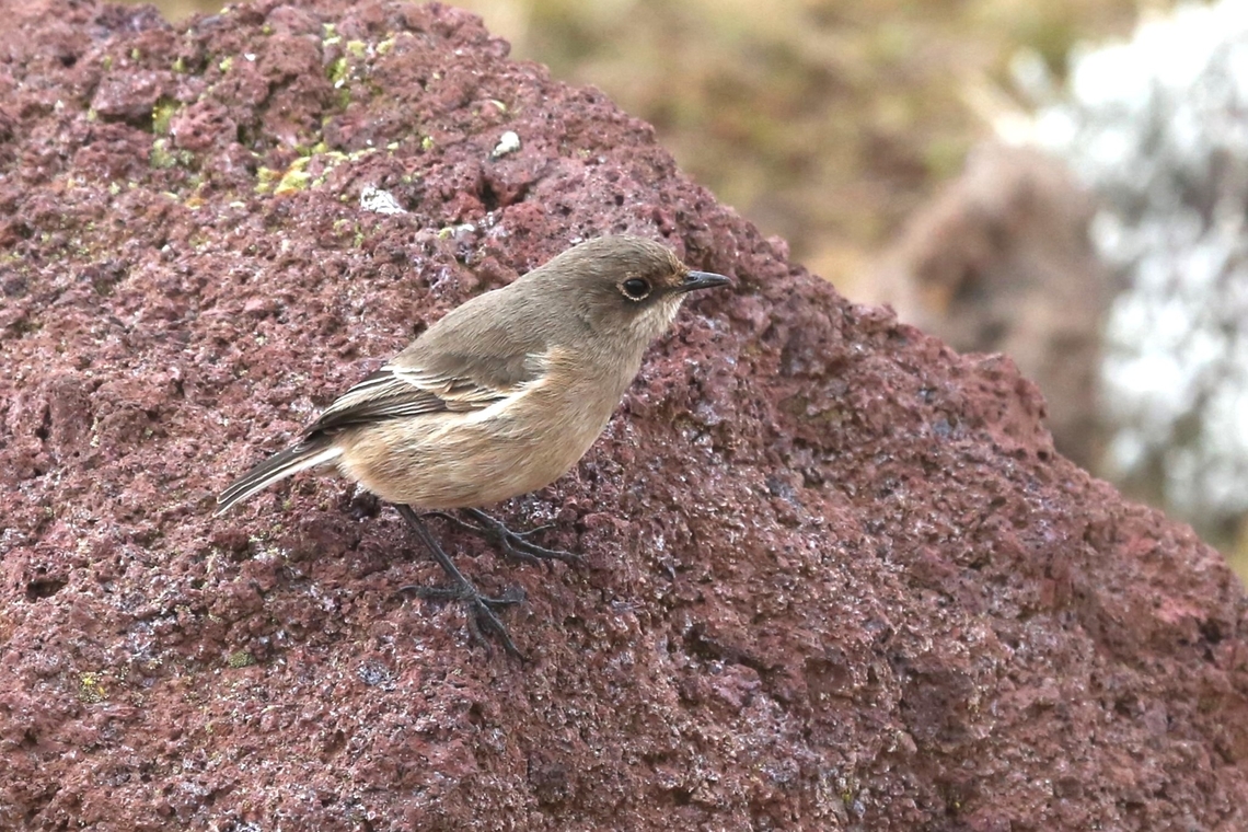 Moorland Chat ssp sordida on Tufa on the Sanetti Plateau There are 4 ssp of this species and this is the Ethiopia high moorland sub-species  P s sordida, which was seen on a block of tufa on the open Sanetti Plateau at well over 4000m. <br />
<br />
The 2nd ssp is P s ernesti which is found in the highlands to the extreme east of Uganda and in those in western and central Kenya.  The 3rd ssp is P s olimotiensis which is found on the high altitude moorlands of northern Tanzania, the crater highlands and the final ssp is P s hypospodia which is found in Northern Tanzania on the Mount  Kilimanjaro moorlands. Bale Mountains National Park,Moorland chat,Oromia,Pinarochroa sordida sordida,Sanetti Plateau