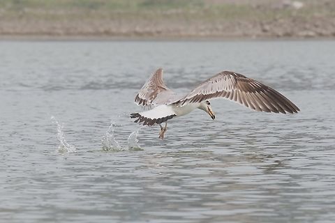 Pallas's Gull on the Chambal River The Chambal river is the border between Uttar and Madya Pradesh here, so Madya Pradesh in the background Chambal River,Ichthyaetus ichthyaetus,Pallas's gull