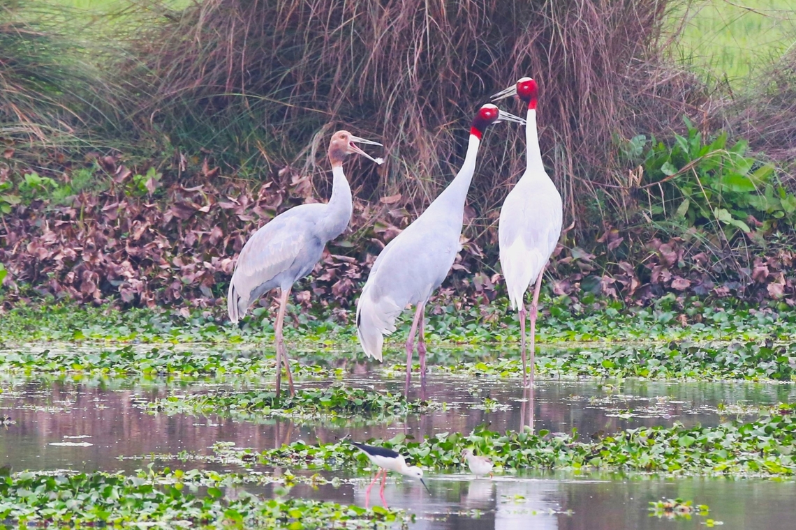 2 Parent birds and a calling chick Close-by the Chambal river. Chambal River,Grus antigone,Sarus Crane,Uttar Pradesh