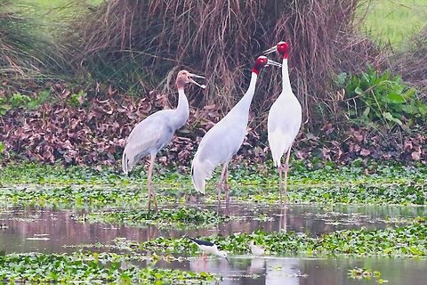 2 Parent birds and a calling chick Close-by the Chambal river. Chambal River,Grus antigone,Sarus Crane,Uttar Pradesh