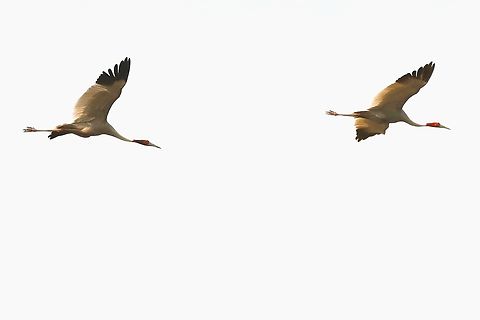A pair of flying Sarus Cranes  Bharatpur,Grus antigone,Keoladeo National Park,Rajasthan,Sarus Crane
