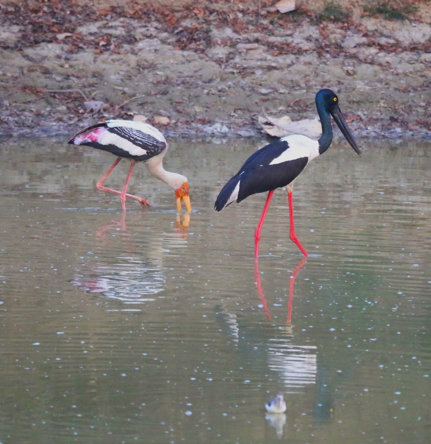 Black-necked Stork with Painted Stork behind On the way down to the Chambal river from Agra, close by the Yamuna river. Black-necked Stork,Ephippiorhynchus asiaticus,Mycteria leucocephala,Painted Stork,Uttar Pradesh