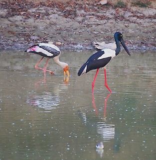 Black-necked Stork with Painted Stork behind On the way down to the Chambal river from Agra, close by the Yamuna river. Black-necked Stork,Ephippiorhynchus asiaticus,Mycteria leucocephala,Painted Stork,Uttar Pradesh