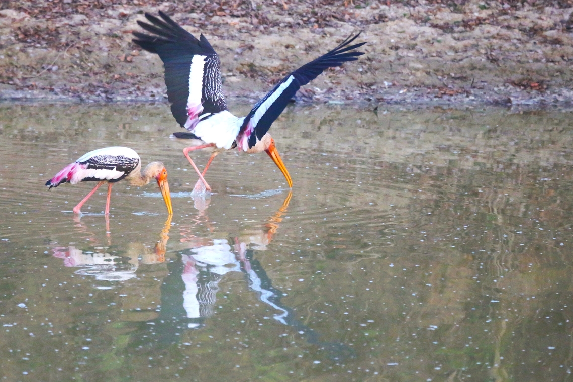 2 Painted Storks  Mycteria leucocephala,Painted Stork,Uttar Pradesh