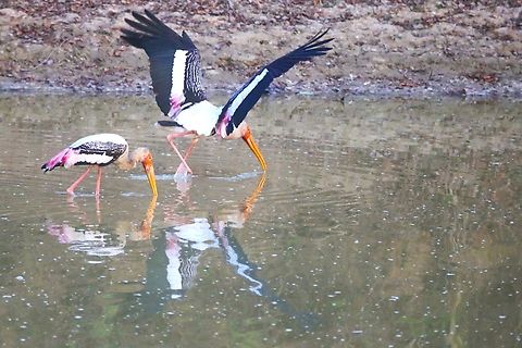 2 Painted Storks  Mycteria leucocephala,Painted Stork,Uttar Pradesh