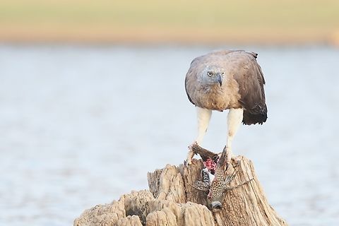 Grey-headed Fish Eagle feeding on a fish  Grey-headed fish eagle,Ichthyophaga ichthyaetus,Kabini National Park,Kabini River,Nagarhole,karnataka