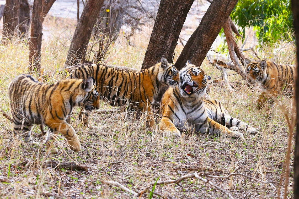 Arrowhead (Tigress T84) & her Cubs Arrowhead, an icon of Ramthambore, with her cubs, that had been born in July,  Unfortunately she was ill when we saw her, as she&#039;d been attacked by Marsh Mugger crocodile.  The day after we saw her she was anaesthetised and treated by vets.  The previous day the rangers had killed a buffalo for her to feed her cubs with but unfortunately one of her daughters from an adjoining territory claimed it for her own cubs.  Despite having bone cancer Arrowhead was still providing for her cubs last month.  Fingers crossed. Panthera tigris,Rajasthan,Ranthambore National Park,Tiger