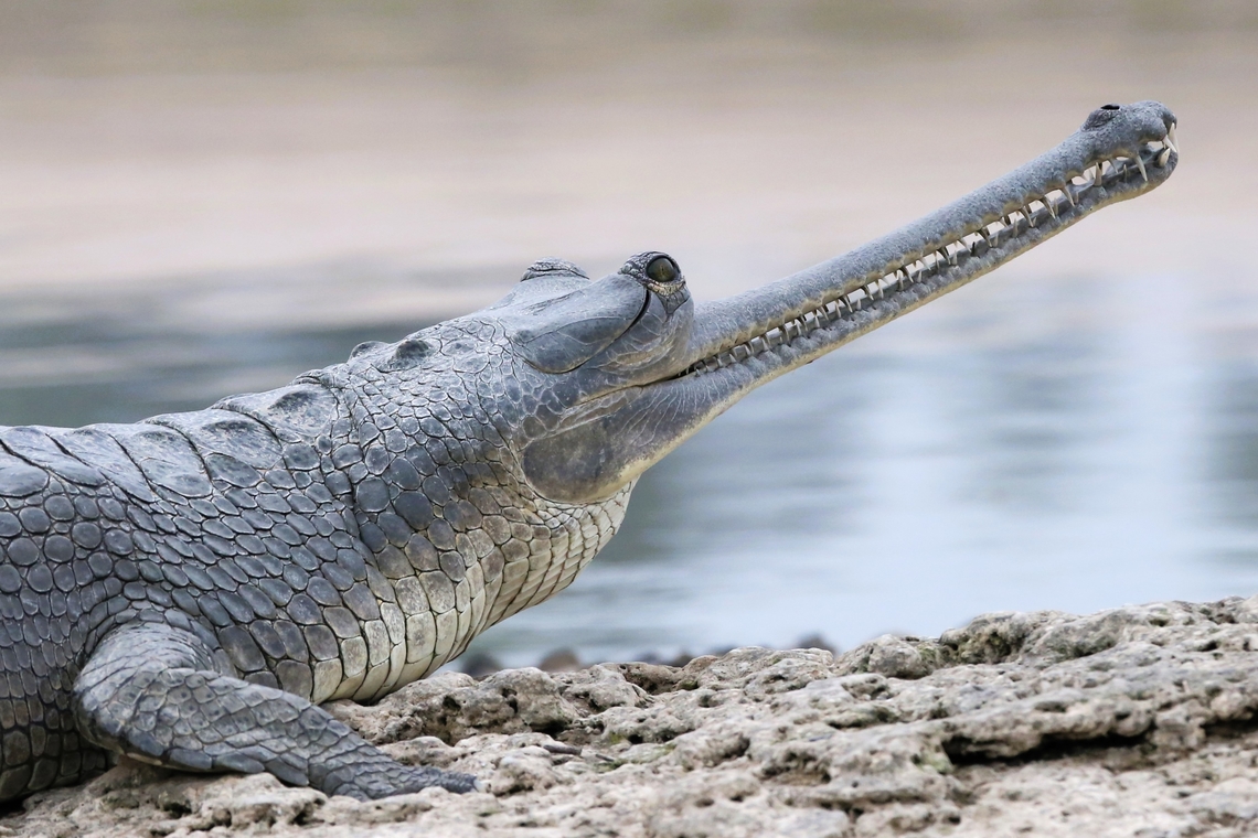 Gharial close-up of the teeth and snout  Chambal River,Gavialis gangeticus,Gharial