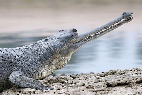 Gharial close-up of the teeth and snout  Chambal River,Gavialis gangeticus,Gharial