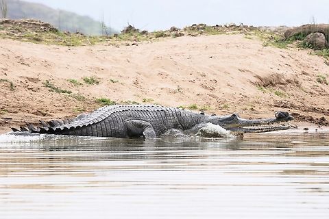 A large male Gharial on the Chambal river This is a very large male leaving the shallows of the Uttar Pradesh bank of the Chambal river.  Note the very large bulbous growth at the tip of its snout.  This is called a "ghara" after the Indian mud pot which it is said to resemble. It has several functions including covering the male crocodiles' nostrils, acting as a vocal resonator, creating a loud, buzzing sound when the gharial vocalises and it is also a visual signal for females helping them to choose a mate,  Gharials are dimorphic as the females do not possess a ghara.  Additionally the females are only about 2/3rds the size of the males which are one of the largest crocodilians and can grow up to 6 metres long.   Gharials also produce the largest eggs of any crocodilian with an average weight of 160 gms.  These critically endangered crocodiles have lost over 98% of their population during the past 70-80 years.  Very impressive creatures. Chambal River,Gavialis gangeticus,Gharial