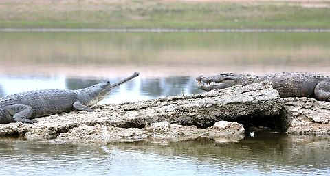 A Gharial and a Marsh Mugger on the Chambal river These 2 crocodilian species sharing a rock platform and looking out over the Chambal river Chambal River,Crocodylus palustris,Gavialis gangeticus,Gharial,Marsh Mugger Crocodile