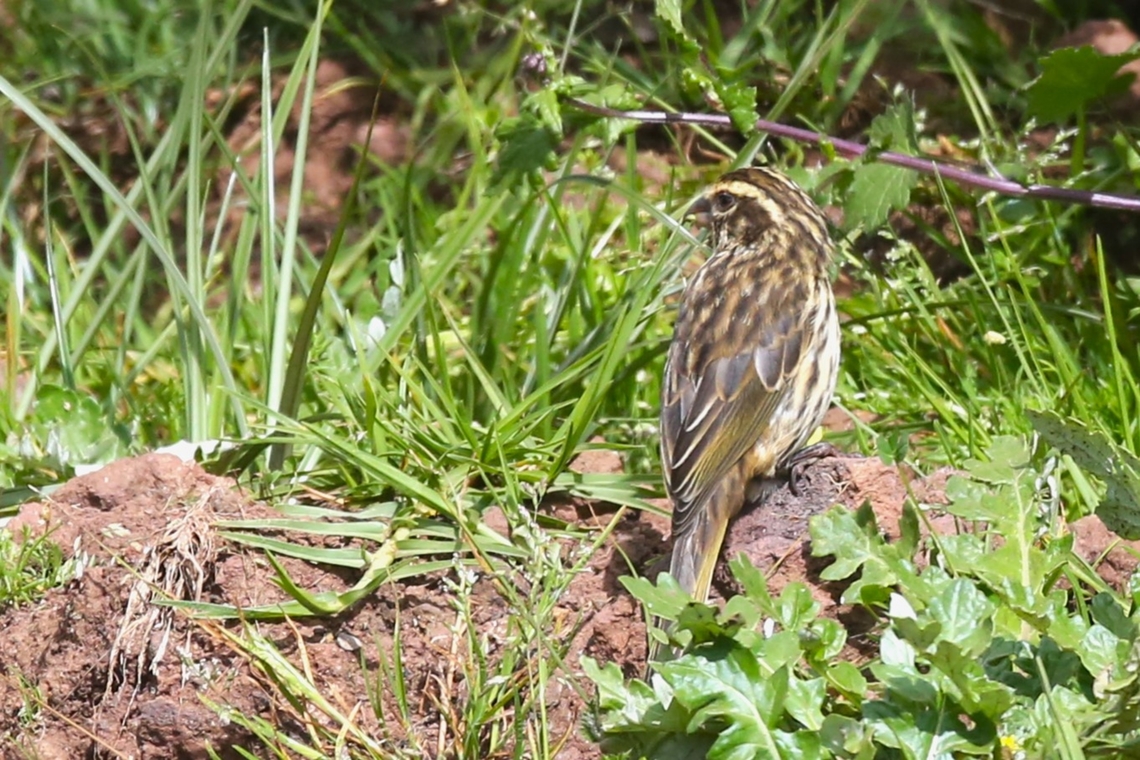 Streaky Seedeater Climbing up to the Sanetti Plateau at about 3.800 metres. Bale Mountains National Park,Crithagra striolata,Oromia,Streaky seedeater