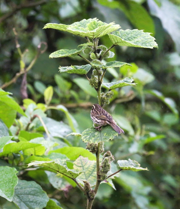 Streaky Seedeater on Girardinia bullosa In the Harenna Forest just below Rira Bale Mountains National Park,Crithagra striolata,Girardinia bullosa,Harenna Forest,Oromia