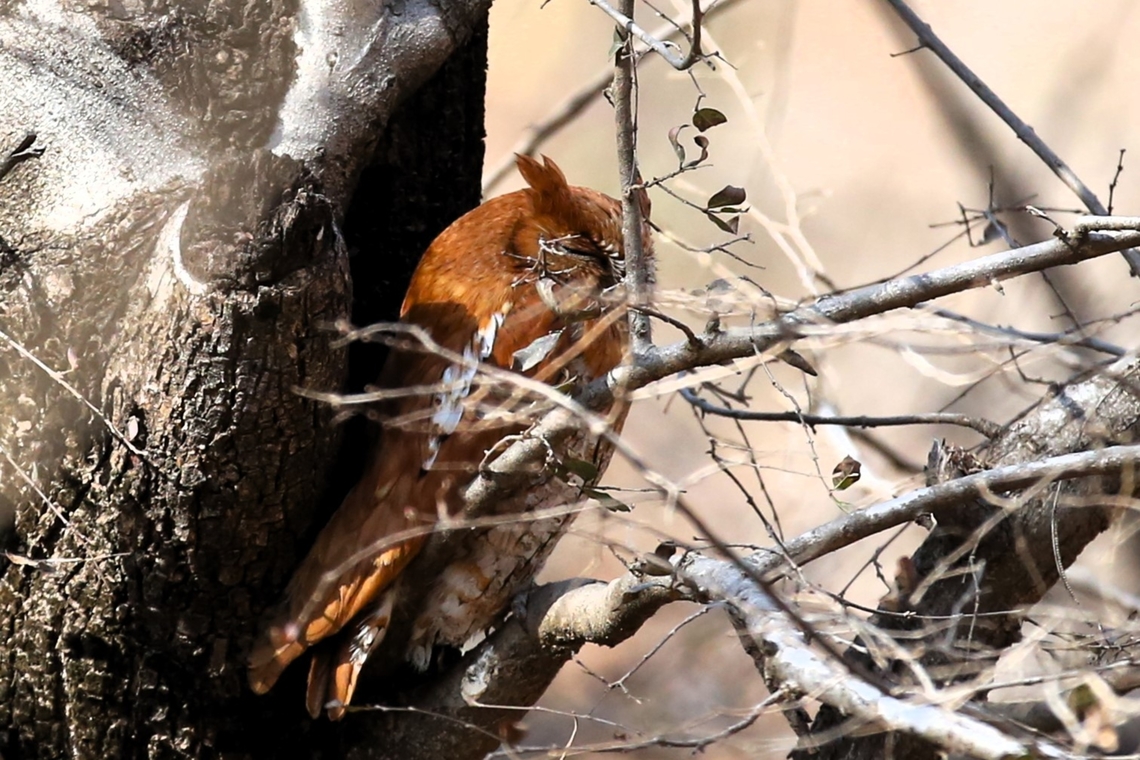 Adult Rufous Morph Oriental Scops Owl There are 3 recognised morphs for this species, the grey, brown &amp; rufous.  This bird was spotted entering zone 5 of the national park.  Unfortunately couldn&#039;t do a lot about the branches that it was perching behind. Oriental scops owl,Otus sunia,Rajasthan,Ranthambore National Park
