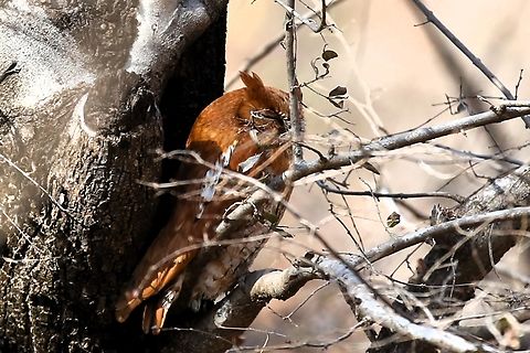 Adult Rufous Morph Oriental Scops Owl There are 3 recognised morphs for this species, the grey, brown & rufous.  This bird was spotted entering zone 5 of the national park.  Unfortunately couldn't do a lot about the branches that it was perching behind. Oriental scops owl,Otus sunia,Rajasthan,Ranthambore National Park