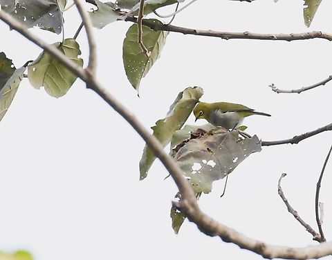 Ethiopian White-eye This was formerly named Heuglin's White-eye but is now known as the Ethiopian White-eye, here at Wondo Genet. Ethiopian White-eye,Heuglin's white-eye,Sidama,Wondo Genet,Zosterops poliogastrus