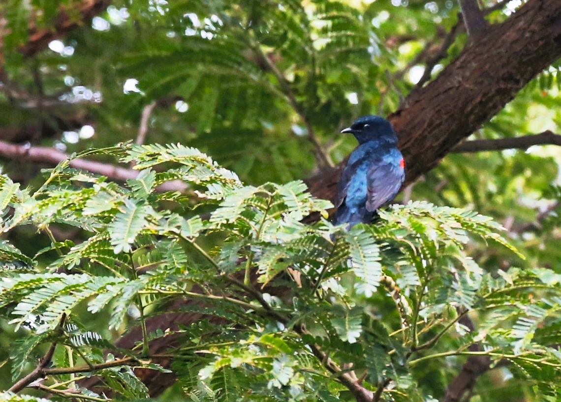 Red-shouldered Cuckooshrike In the relatively small area of remnant forest on the mountain above Wondo Genet, unfortunately only a fleeting sight of it. Campephaga phoenicea,Red-shouldered Cuckooshrike,Sidama,Wondo Genet