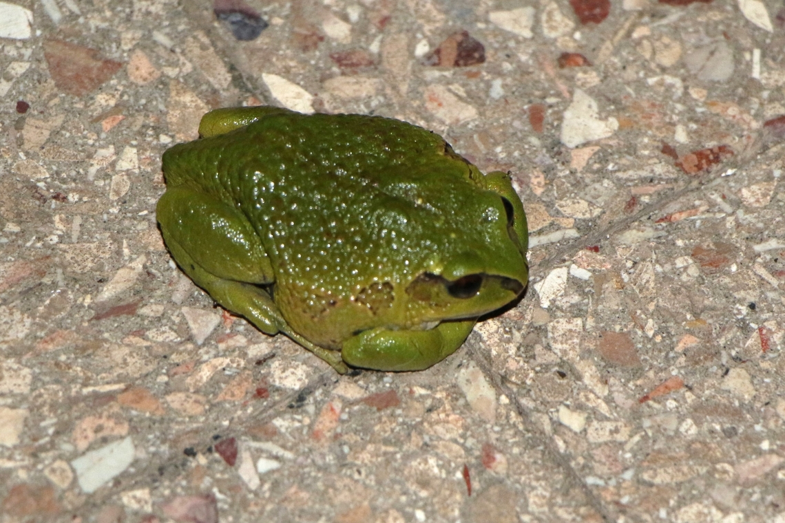 The Badditu Forest Tree Frog This tree frog is fairly well distributed across Ethiopia.  We saw this during a thunderstorm at the Wabeshebelle Hotel in Goba but it is also found on the other side of the Sanetti Plateau in the Harenna Forest. Badditu Forest Tree Frog,Bale Mountains,Ethiopian Burrowing Tree Frog,Goba,Leptopelis gramineus,Oromia