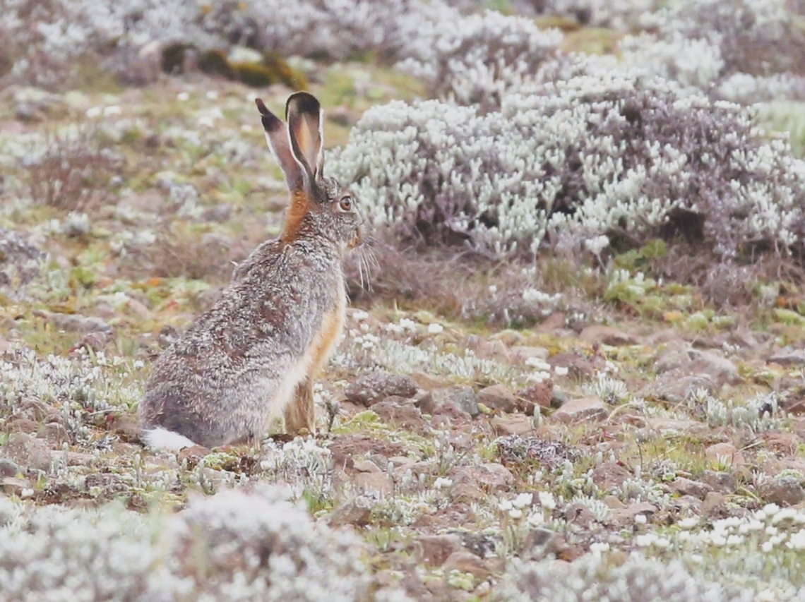 Ethiopian Highland Hare on the Sanetti Plateau We saw 2 of these hares just as we started to leave the Sanetti Plateau, at the same place that we'd seen 3 Ethiopian Wolves on the day before.  They were very well camouflaged. Bale Mountains National Park,Ethiopian highland hare,Lepus starcki,Oromia,Sanetti Plateau,Starc's Hare