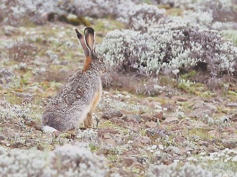 Ethiopian Highland Hare on the Sanetti Plateau We saw 2 of these hares just as we started to leave the Sanetti Plateau, at the same place that we'd seen 3 Ethiopian Wolves on the day before.  They were very well camouflaged. Bale Mountains National Park,Ethiopian highland hare,Lepus starcki,Oromia,Sanetti Plateau,Starc's Hare