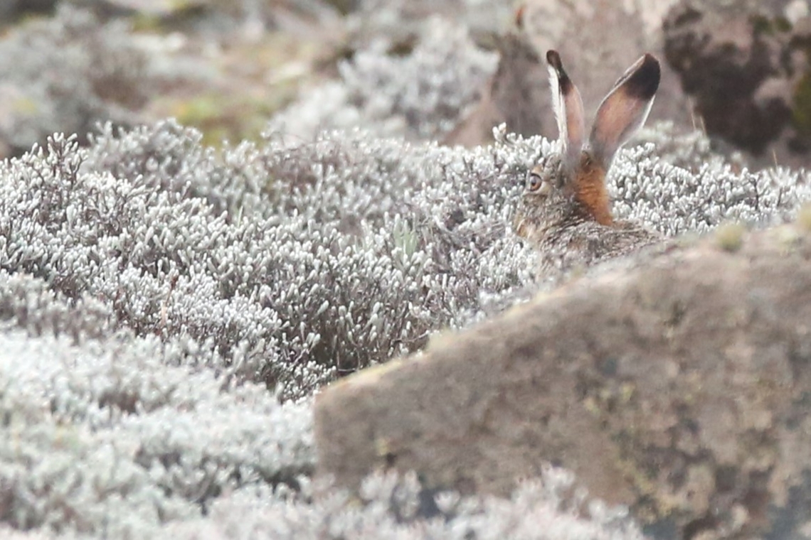 Ethiopian Highland Hare  Bale Mountains National Park,Ethiopian highland hare,Lepus starcki,Sanetti Plateau,Starc's Hare