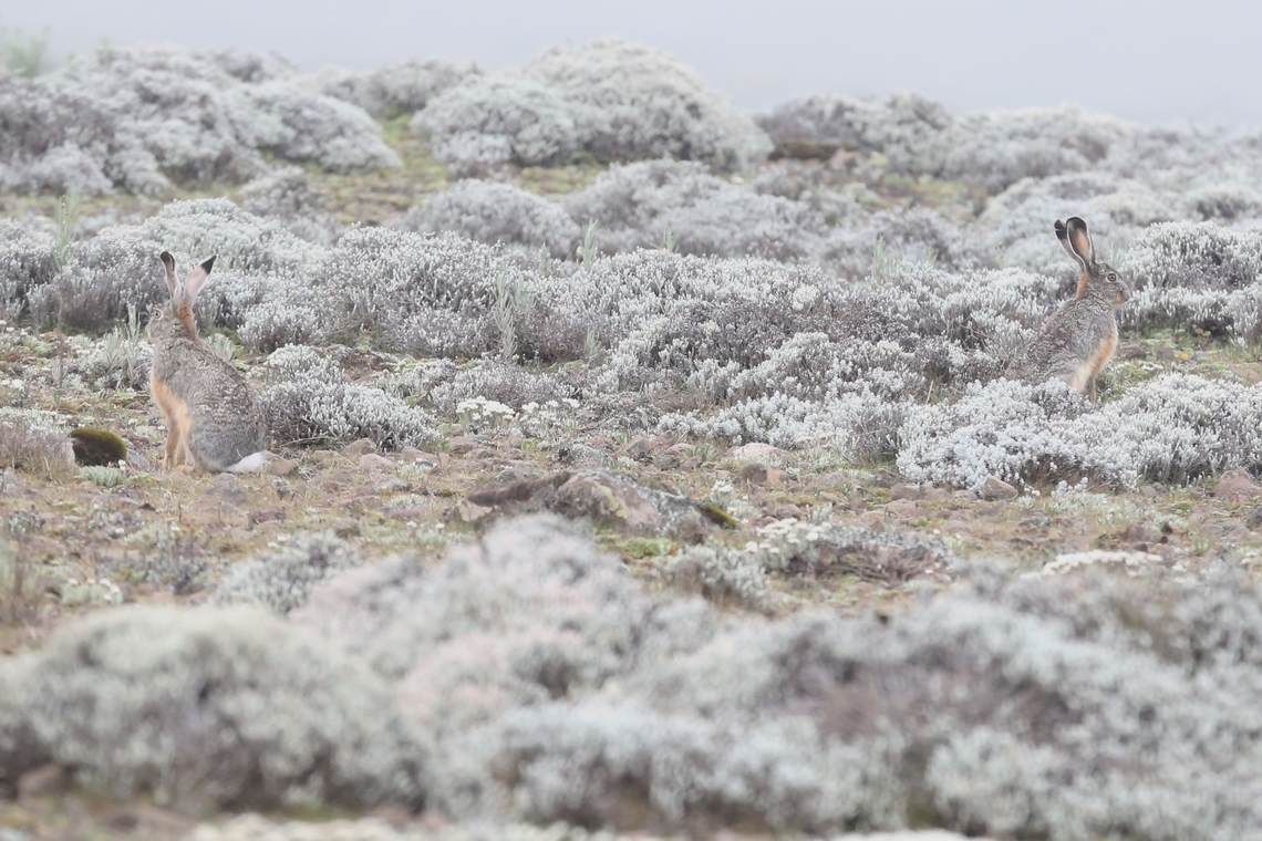 2 Ethiopian Highland Hares on Sanetti Plateau  Bale Mountains National Park,Ethiopian highland hare,Lepus starcki,Oromia,Sanetti Plateau,Starc's Hare