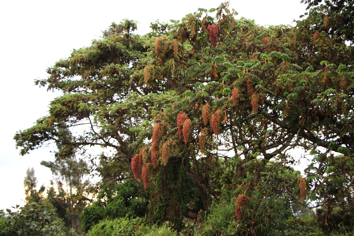 Hagenia abyssinica below the Sanetti Plateau This iconic tree of the Afromontane highlands of East Africa is a beauty with long racemes  of flowers.  It is one of the main medicinal plants used within rural communities typically to treat such problems as diarrhoea, ulcers and other diseases.  The flowers are made into a tea to treat intestinal parasites. African Redwood,Bale Mountains National Park,Hagenia abyssinica,Oromia