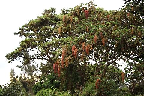 Hagenia abyssinica below the Sanetti Plateau This iconic tree of the Afromontane highlands of East Africa is a beauty with long racemes  of flowers.  It is one of the main medicinal plants used within rural communities typically to treat such problems as diarrhoea, ulcers and other diseases.  The flowers are made into a tea to treat intestinal parasites. African Redwood,Bale Mountains National Park,Hagenia abyssinica,Oromia