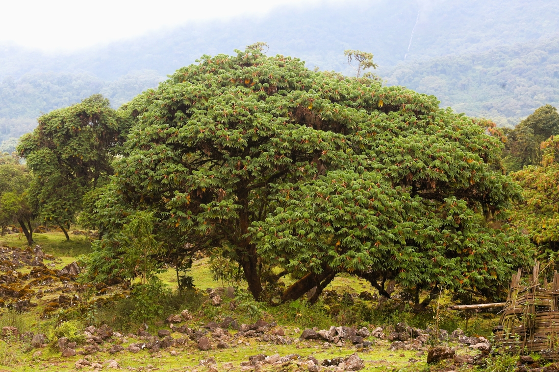 Hagenia abyssinica, African Redwood These redwoods sitting in the foreground with some a-forested Bale Peaks behind. African Redwood,Bale Mountains National Park,Hagenia abyssinica,Oromia