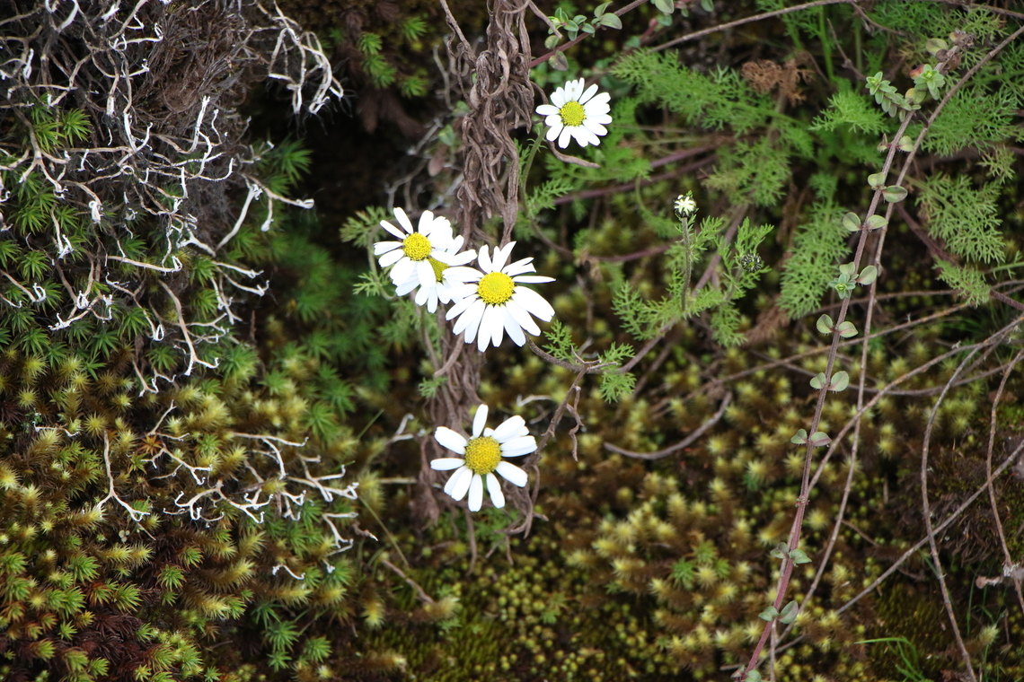 Anthemis tigreensis closeby the Harenna Escarpment  Anthemis tigreensis