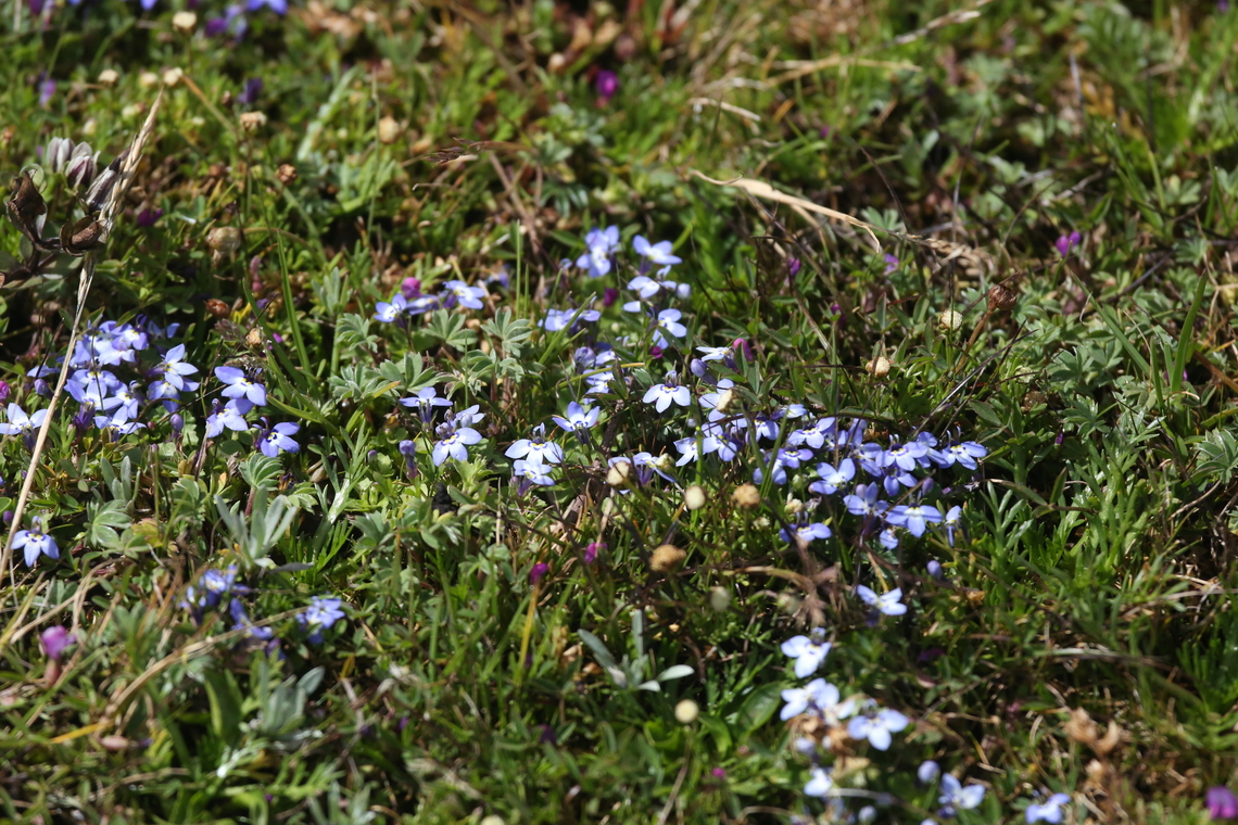 Lobelia erlangeriana This striking little lobelia (a typical alpine &amp; endemic to Ethiopia), is a stark contrast to Lobelia rhynchopetalum which grows up to 6 metres high, also on the Sanetti Plateau and also an endemic to Ethiopia. Bale Mountains National Park,Lobelia erlangeriana,Oromia,Sanetti Plateau