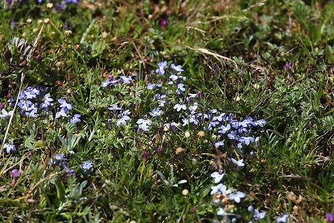 Lobelia erlangeriana This striking little lobelia (a typical alpine & endemic to Ethiopia), is a stark contrast to Lobelia rhynchopetalum which grows up to 6 metres high, also on the Sanetti Plateau and also an endemic to Ethiopia. Bale Mountains National Park,Lobelia erlangeriana,Oromia,Sanetti Plateau