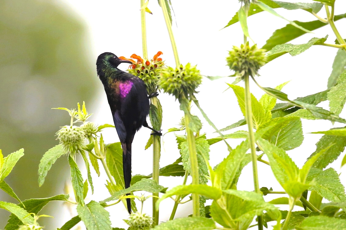 Tacazze Sunbird, Male, feeding on Common Lions paw Seen feeding on the Lions paw at the roadside in the Harenna Forest Bale Mountains National Park,Common Lions Paw,Harenna Forest,Leonotis leonurus,Nectarinia tacazze,Oromia,Tacazze sunbird