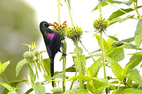 Tacazze Sunbird, Male, feeding on Common Lions paw Seen feeding on the Lions paw at the roadside in the Harenna Forest Bale Mountains National Park,Common Lions Paw,Harenna Forest,Leonotis leonurus,Nectarinia tacazze,Oromia,Tacazze sunbird