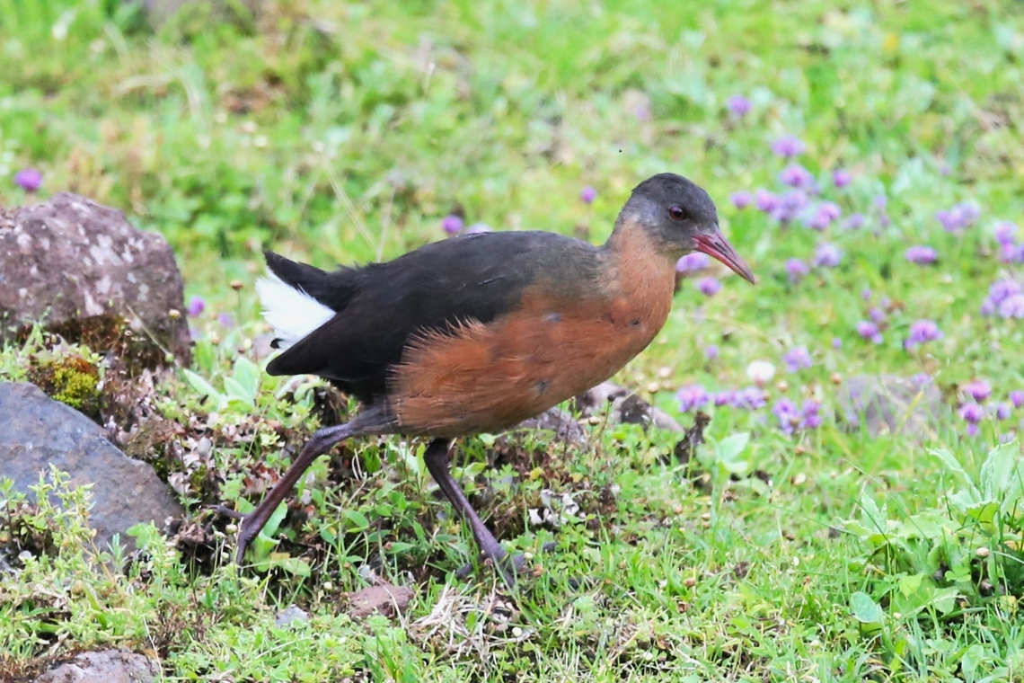 Rouget's Rail This endemic seen stalking about on an 'alpine meadow' just below the Sanetti Plateau whilst climbing up from Goba Bale Mountains National Park,Oromia,Rouget's Rail,Rougetius rougetii