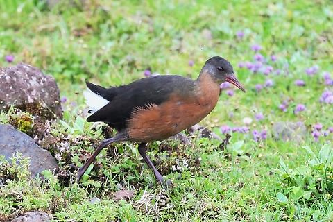 Rouget's Rail This endemic seen stalking about on an 'alpine meadow' just below the Sanetti Plateau whilst climbing up from Goba Bale Mountains National Park,Oromia,Rouget's Rail,Rougetius rougetii