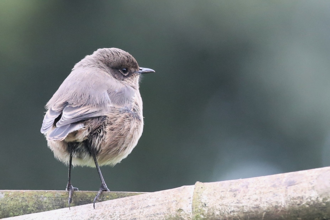 Moorland Chat ssp sordida This drab looking little bird, here in the village of Rira. Bale Mountains National Park,Harenna Forest,Moorland chat,Oromia,Pinarochroa sordida,Rira