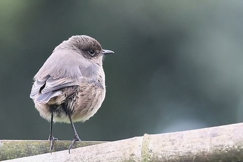 Moorland Chat ssp sordida This drab looking little bird, here in the village of Rira. Bale Mountains National Park,Harenna Forest,Moorland chat,Oromia,Pinarochroa sordida,Rira