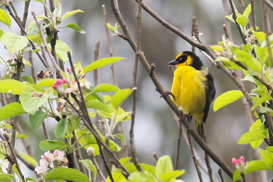 Baglafecht Weaver - Male This male spotted in an apple orchard in Rira. Baglafecht weaver,Bale Mountains National Park,Harenna Forest,Oromia,Ploceus baglafecht,Rira