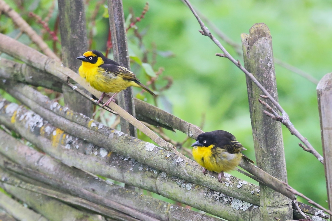 Baglafecht Weavers, Male to left & Female on the right These weavers were very obliging, posing for a few seconds on a bamboo fence in Rira and showing their sexual dimorphism. Baglafecht weaver,Bale Mountains National Park,Harenna Forest,Oromia,Ploceus baglafecht,Rira