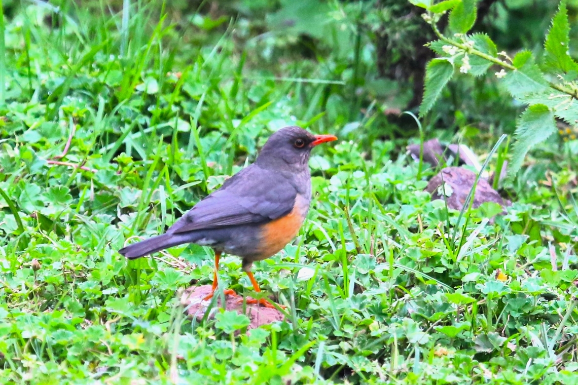 Abyssinian Thrush at Rira In the garden at the Harana Rira Cultural Food House and Cultural Log in Rira.  Enjoyed the food and the friendly service there. Abyssinian thrush,Bale Mountains National Park,Harenna Forest,Oromia,Rira,Turdus abyssinicus