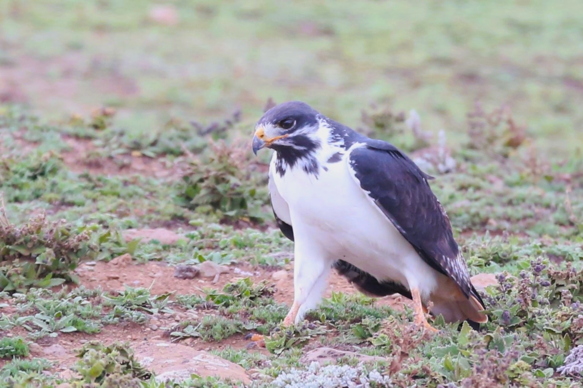 Augur Buzzard on Sanetti Plateau Stalking around on the Sanetti Plateau just in from the Harenna Escarpment. Note the obvious red tail. Augur buzzard,Bale Mountains National Park,Buteo augur,Oromia,Sanetti Plateau