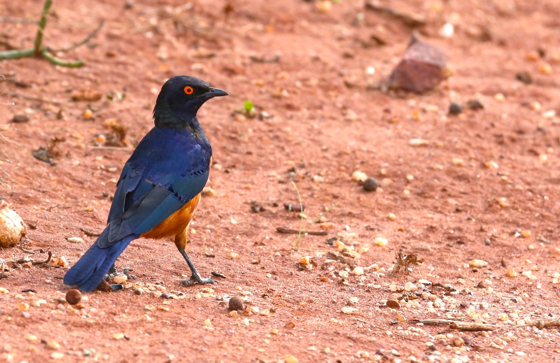 Shelley's Starling Seen just on the outskirts of Yabello, a real bird haven. Lamprotornis shelleyi,Oromia,Shelley's Starling,Yabello